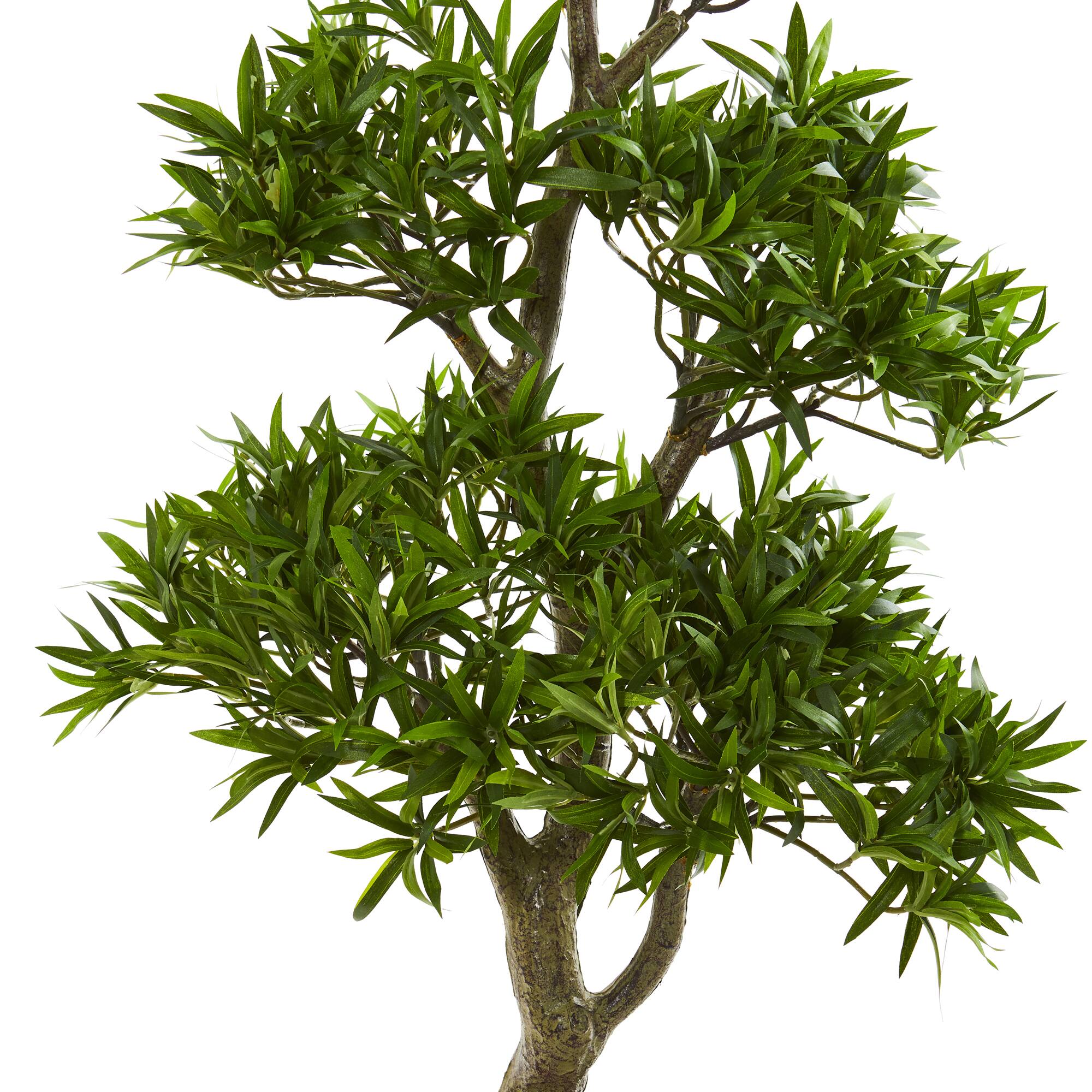 3ft. Potted Plum Pine Bonsai Styled Tree